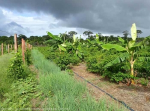 Associated cultivation of banana trees, peppers, spring onions and maracuja.  (Guyana)