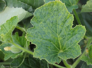 Symptom on melon leaf of <b>Cucumber mosaic virus</b>: 'vein banding' affecting almost all the veins.  (<i>Cucumber mosaic virus</i>, CMV)