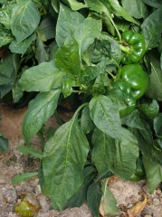 Mosaic and slightly deformed pepper leaves. <b>Cucumber mosaic virus</b> (<i>Cucumber mosaic virus</i>, CMV)