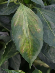 The veins and perineural tissues of this pepper leaf are necrotic, the adjacent tissues chlorotic.  <b>Cucumber mosaic virus</b> (<i>Cucumber mosaic virus</i>, CMV)