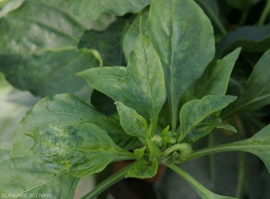 These young pepper leaves are more or less deformed, their veins also;  they are also mosaic or even chlorotic.  <b>Cucumber mosaic virus</b> (<i>Cucumber mosaic virus</i>, CMV)
