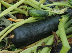 The surface of this zucchini fruit is almost completely blistered.  <b>Zucchini yellow mosaic virus</i> (ZYMV)