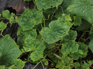 Detail of mosaic cucumber leaves.  <b>Zucchini yellow mosaic virus</i> (ZYMV)