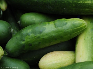 Locally very bloated cucumber fruit.  <b><i>Zucchini yellow mosaic virus</i><:b> (ZYMV)