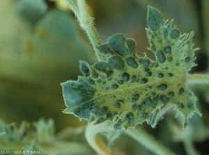 Leaf very cut and covered with very pronounced blisters.  </b><i>Zucchini yellow mosaic virus</i></b> (ZYMV).