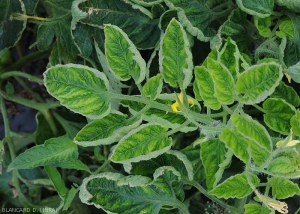 Leaflets of tomato presenting rather marked inter-vein yellowing and slight rolling.  (<b><i>Tomato yellow leaf curl virus</i></b> (TYLCV)