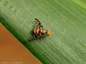 Adult male of <i><b>N.  cyanescens</i></b> on refuge plant.