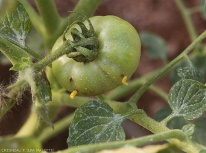 Larvae of <i><b>N.  cyanescens</i></b>.