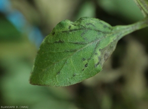 Greasy to necrotic lesions starting at the level of the veins of this tomato leaflet.  <b><i>Tomato spotted wilt virus</i></b>,  (TSWV).