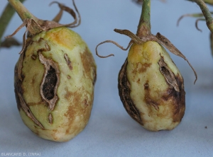 Several dry necrotic changes and corky cracks are clearly visible on these still green fruits.
(<b><i>Tomato spotted wilt virus</i></b>, TSWV).