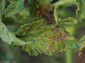 Severely necrotic tomato leaflet, chlorotic and locally tanned.  <b><i>Tomato spotted wilt virus</i></b> (TSWV).