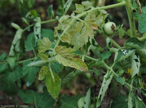 Slightly necrotic, chlorotic and slightly bronzed tomato leaflets.  <b><i>Tomato spotted wilt virus</i></b> (TSWV)