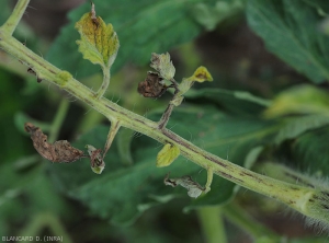 Elongated necrotic lesions on tomato petiole.  Note the bronze color of some leaflets while others are completely necrotic. <i><b>Tomato spotted wilt virus</i></b> (TSWV)