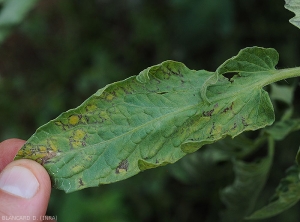 Detail of necrotic rings as seen on tomato leaflets.  <b>i>Tomato spotted wilt virus</i></b> (TSWV).