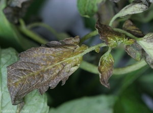 Completely necrotic and strongly bronzed tomato leaflets.  <b><i>Tomato spotted wilt virus</i></b> (TSWV)