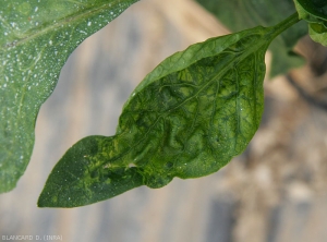 This narrower, distorted pepper leaf reveals subtle patterns.  <b><i>Tomato spotted wilt virus</i></b>, (TSWV).