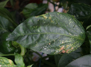 Detail of chlorotic rings and chlorotic to necrotic arabesques observable on pepper leaves.  <b><i>Tomato spotted wilt virus</b></i>, 
 (TSWV).