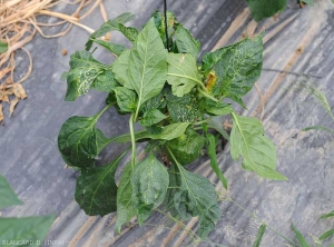 Bell pepper stump with stunted growth.  Several leaves show swirls and chlorotic rings. <b><i>Tomato spotted wilt virus</i></b>,  (TSWV).