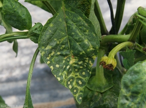 Detail of chlorotic rings as seen on pepper leaves.  <b><i>Tomato spotted wilt virus</i></b>, (TSWV)0.