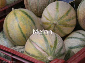 Melon