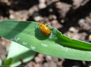 <b><i>Candezea palustris</i></b> is distinguished by the black apex of its abdomen.