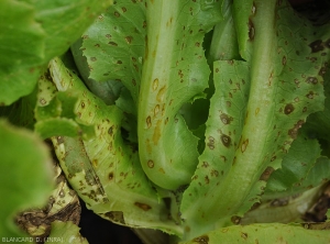 Cercosporiose-salade7