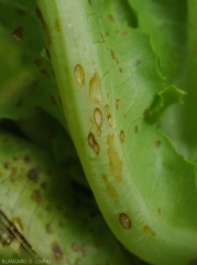 Detail of cankered, beigeish to brown longitudinal lesions on the midrib of this lettuce leaf.  <b><i>Cercospora longissima</i></b>