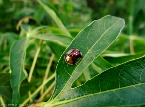 <b><i>Aspidimorpha quinquefasciata</i></b> adult