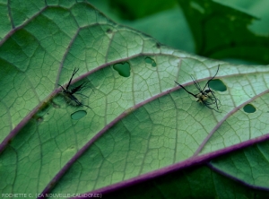 First instar larva <b><i>A.  quinque fasciata</i></b>.  (sweet potato cassis)