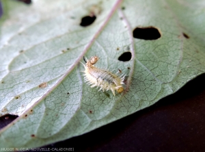 Intermediate larval stage of <b><i>A.  quinque fasciata</i></b>.  (sweet potato cassis)