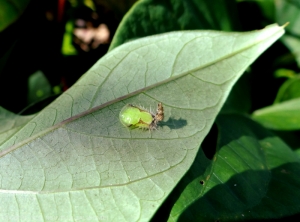 Pupae of<b><i>A.  quinquefasciata</i></b> (sweet potato case)