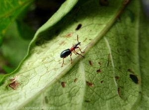 <b><i>Cylas formicarius</i></b> adult on sweet potato