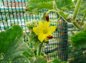 <b><i>Aulacophora fauveli</i></b> on cucurbits