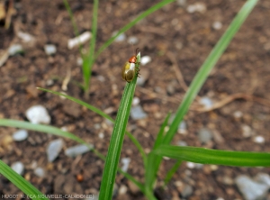 <b><i>Candezea semiviolacea</i></b> (= <i>Monolepta semiviolacea</i> ) is identified by its olive-green elytra.