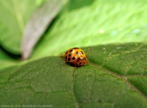 Coccinelle-Henosepilachna-sparsa-vigintisexpunctata-1