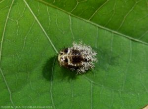 Pupa of <b><i>Henosepilachna sparsa vigintisexpunctata</i></b>