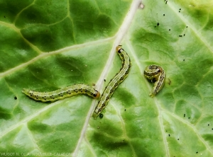 Caterpillar of <b><i>Crocidolomia binotalis</i></b> (=<i>C.pavonana</i>)