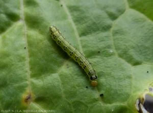 Caterpillar of <b><i>Crocidolomia binotalis</i></b> (=<i>C.pavonana</i>)