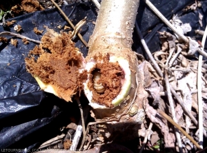 Larva of <b><i>Lagocheirus araneiformis</i></b> in a gallery on a cassava stem, note the outline of the wood which looks healthy