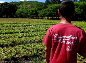 View of a lettuce crop on mounds in the Païta production area.