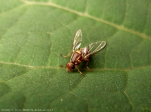 <b><i>Batrocera tryoni</i></b>