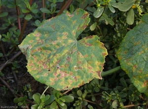 Mildew stains on cucumber leaf more or less evolved.  The limb is partially deformed at the places where they have merged.  <b><i>Pseudoperonospora cubensis</i></b> (downy mildew)