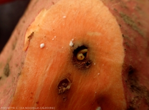 Weevil larvae in a sweet potato