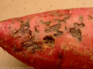 Weevil damage to a sweet potato tuber