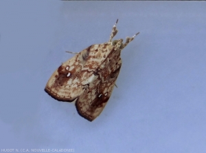 Cabbage Borer Moth <b><i>Crocidolomia binotalis</i></b> (= <i>C. pavonana</i>)