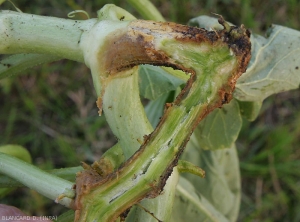 At the level of stem lesions, a longitudinal section shows that the tissues of the cortex are altered in depth, close to the vessels.  <i><b>Didymella bryoniae</i></b> (gummy stem blight)