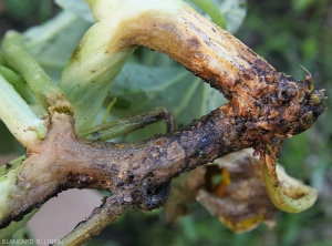 The lesion is extensive, it now surrounds these two branches.  The altered tissues, in addition to being damp, took on a brownish to black hue.  Fruiting bodies are present on the tissues.  <i><b>Didymella bryoniae</b></i>