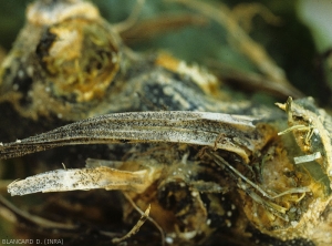 Remains of shriveled petioles bearing numerous small black balls (pycnidia, perithecia);  the fungus has invaded the stem which is beginning to rot.  <b><i>Didymella bryoniae</i></b> (gummy stem blight)