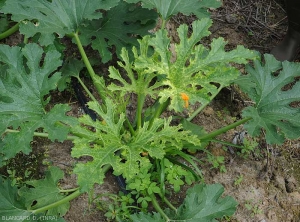 Phytotoxicité-courgette