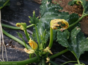 Several young leaves of this pepper apex are deformed and blistered.  (<b>phytotoxicity</b>)